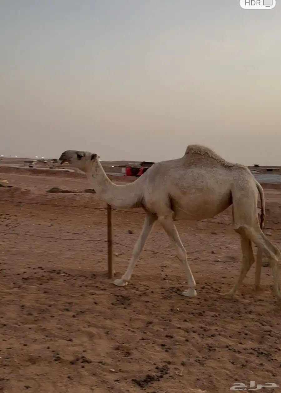الابل index