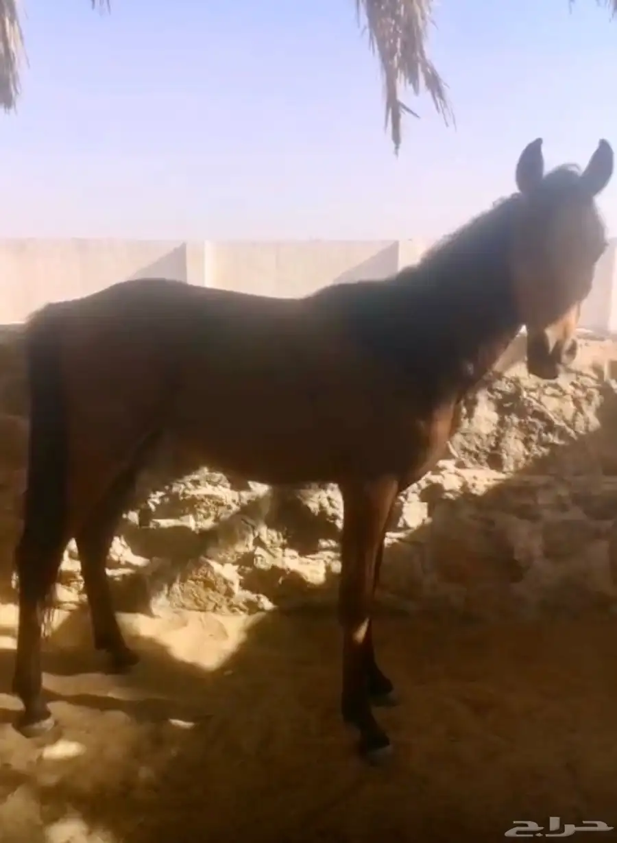 مهر للبيع 0