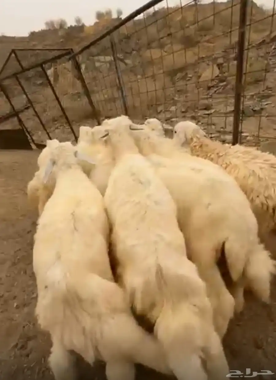 12 طليان سمان ونظاف تبارك الرحمن 1