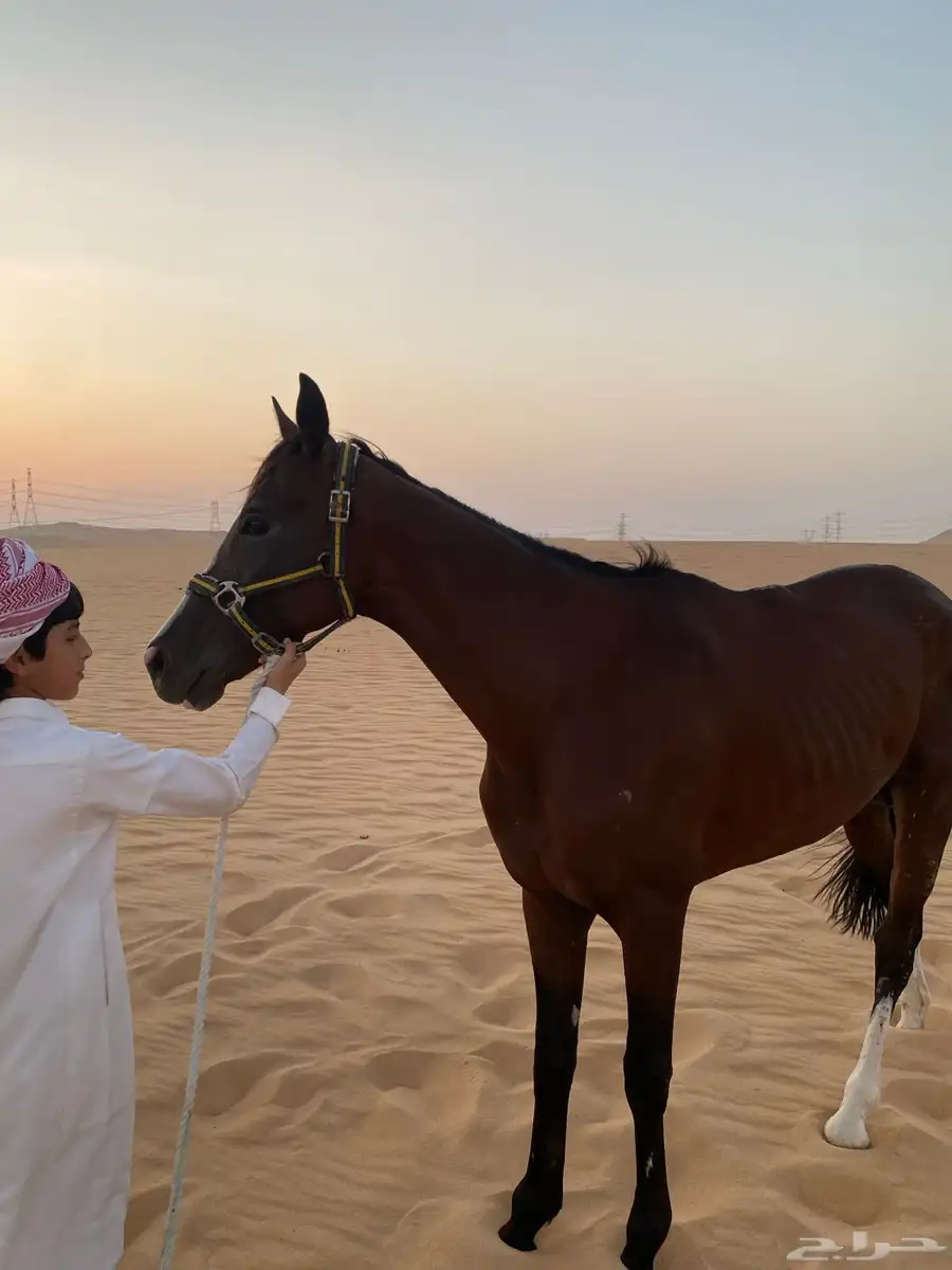 خيل الام عربيه الاب انجليري 1