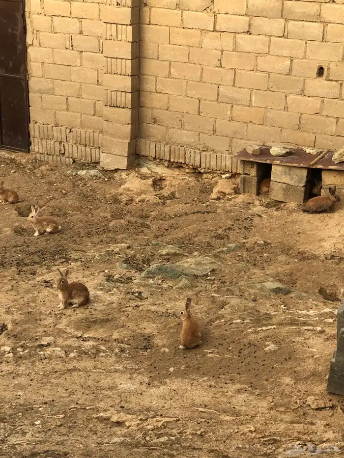 ارانب للبيع   صغير مو مره صغير يعني كبر شوي   كبير 3