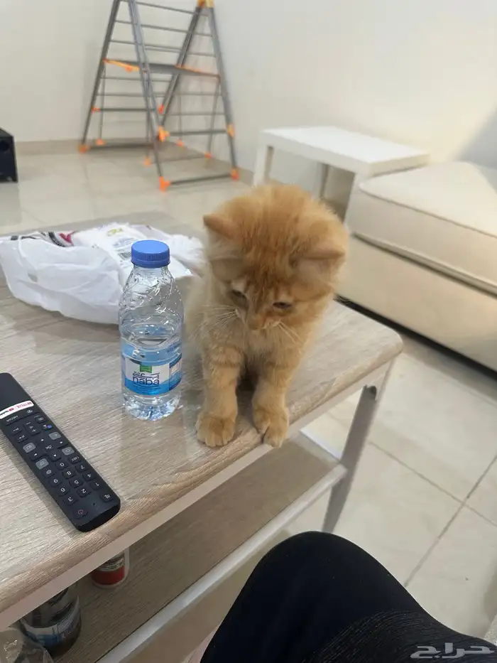 قطط للتبني 4