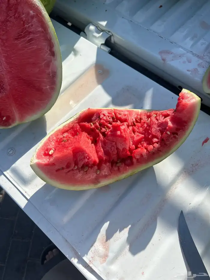 حبحب فاخر 4