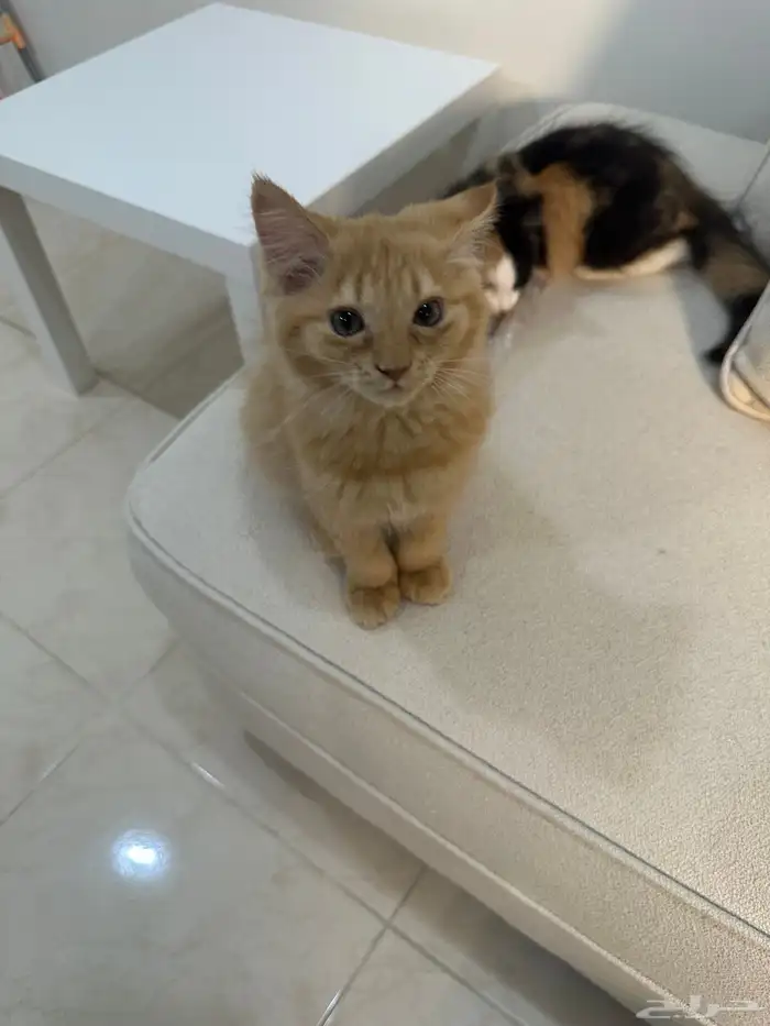 قطط للتبني 1