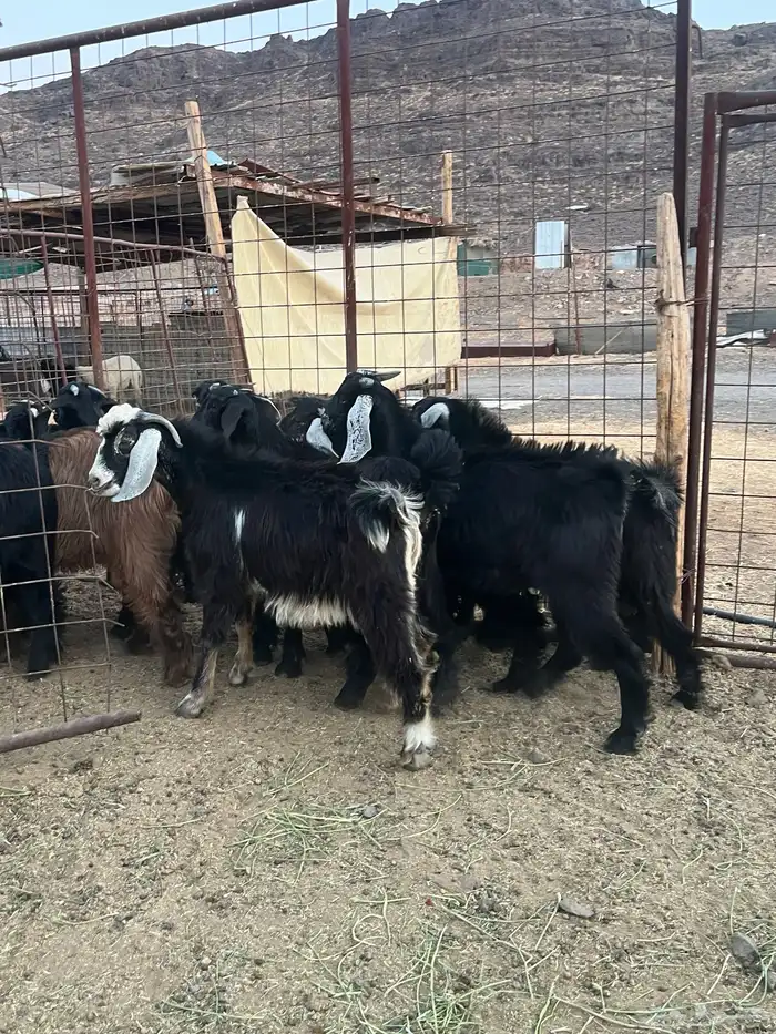 تيوس وجفار سمان ونظيفه 11