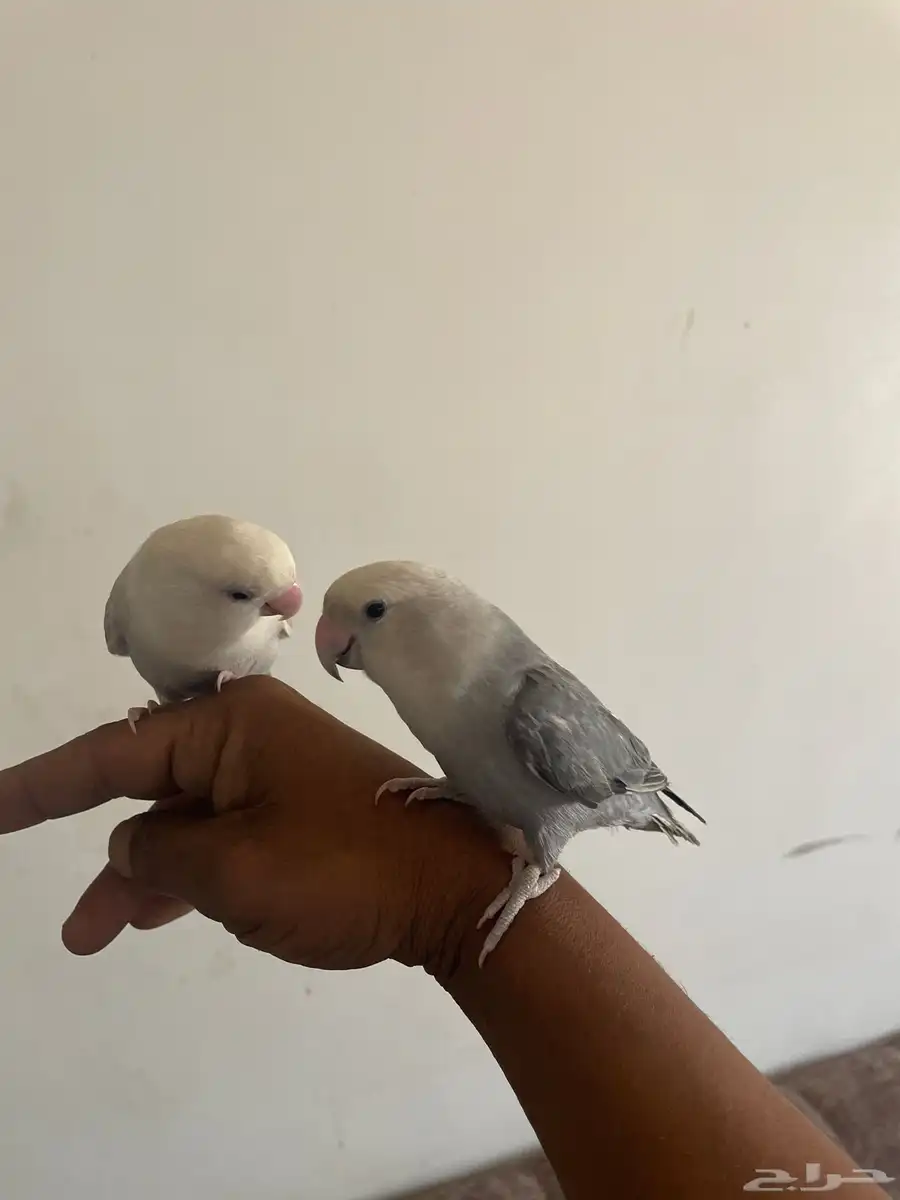 جوز كروان اليف   جوز روز اليف مع ملحقاته 5