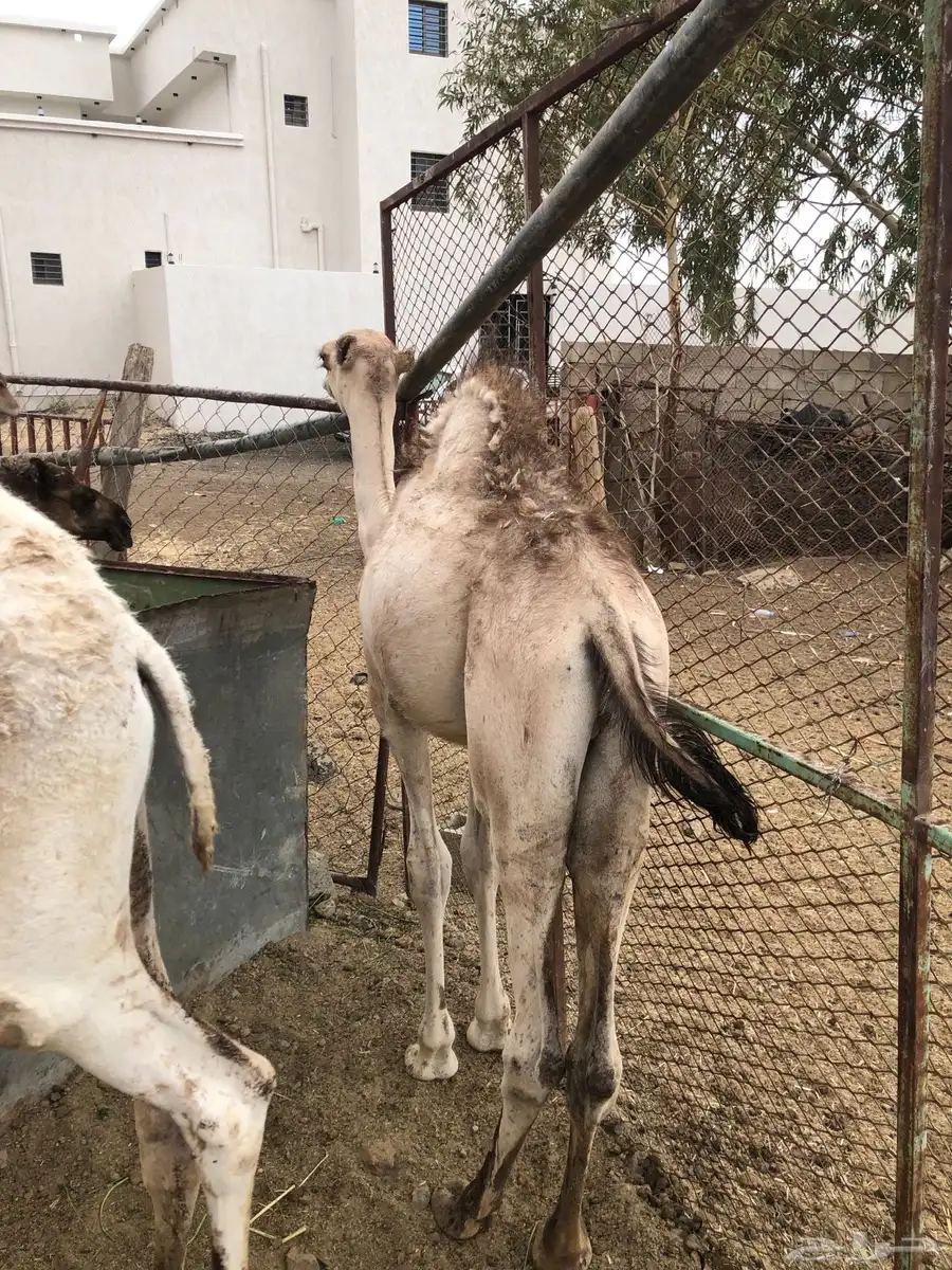 حشوان مناسبات العمر من 5 الى 6 شهور 1