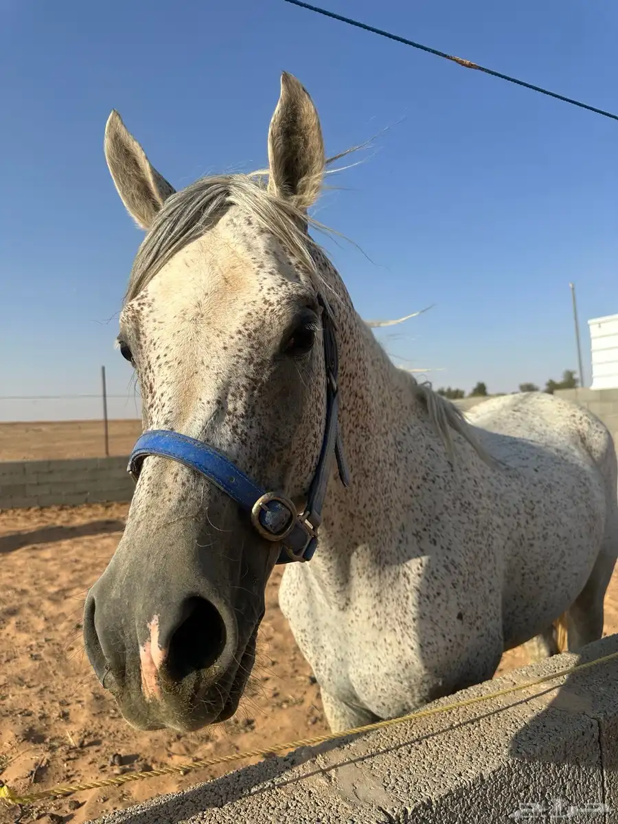 حصان خيل index