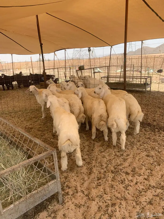 حري ذبايح مناسبات ذبايح زواج طليان يوجد صلخ وتوصيل 3