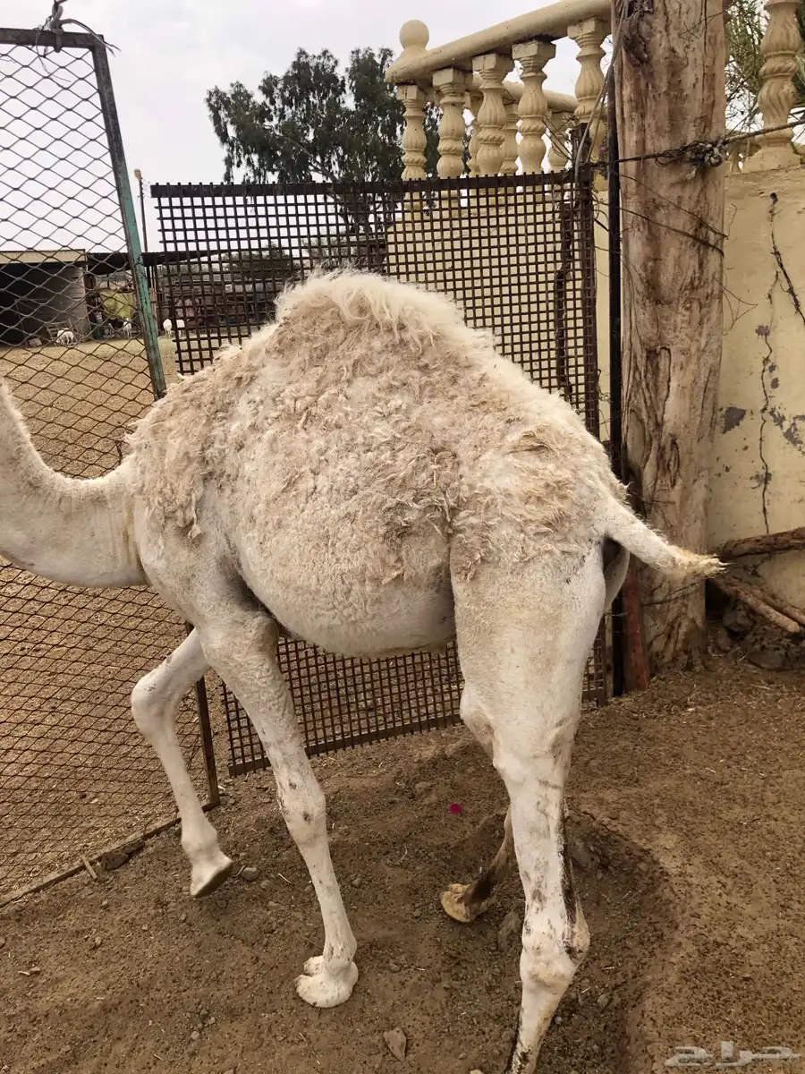 حشوان مناسبات العمر من 5 الى 6 شهور 3