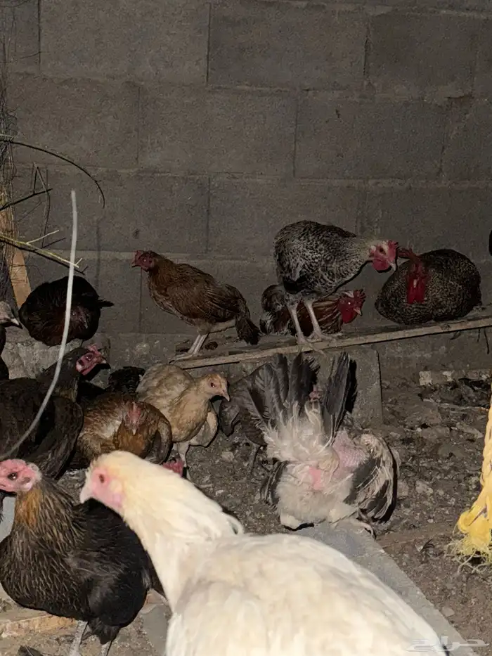 دجاج بياض اصناف قويه 1
