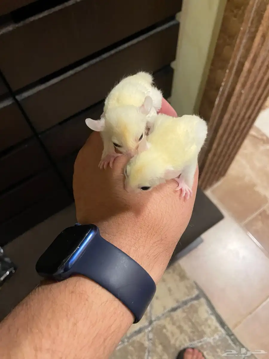سنجاب طائر اليف ابيض Suger glider 0