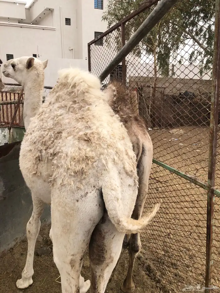 حشوان مناسبات العمر من 5 الى 6 شهور 0