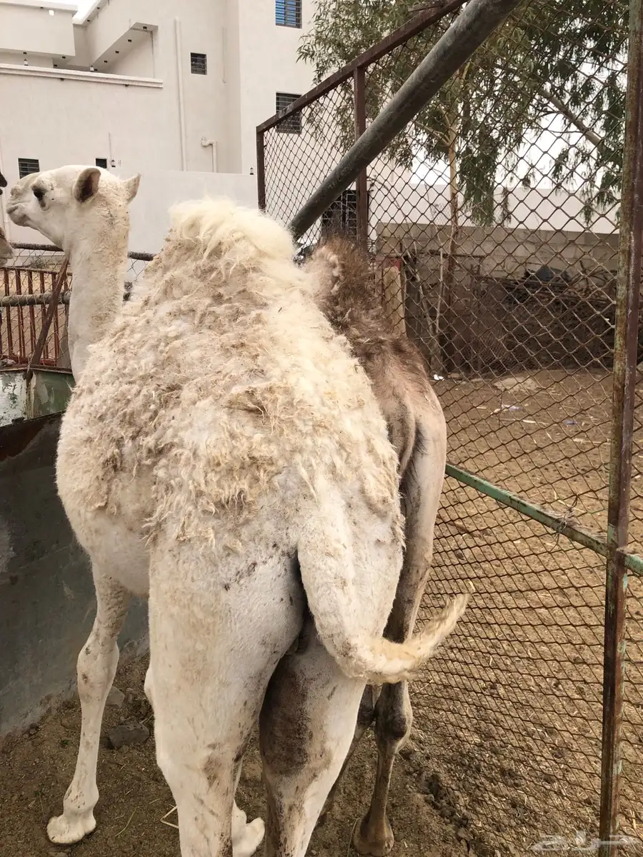حشوان مناسبات العمر من 5 الى 6 شهور 0