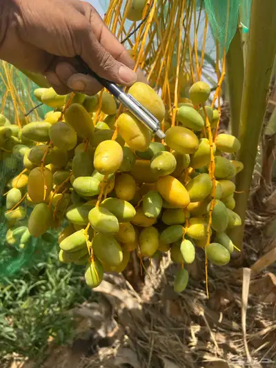 ثمر نخيل خلاص محصول نخيل مزرع 12