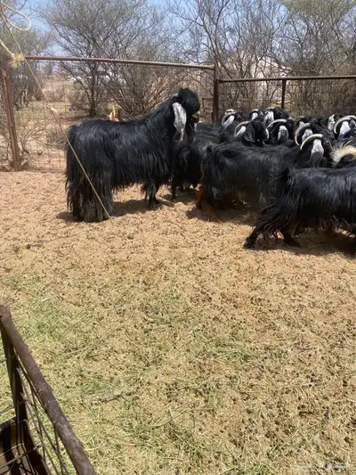 معزا عوارض مراح 2