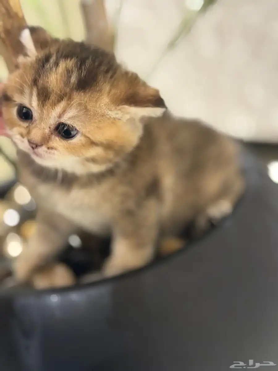 قطة انثى سكوتس ستريت للبيع 3