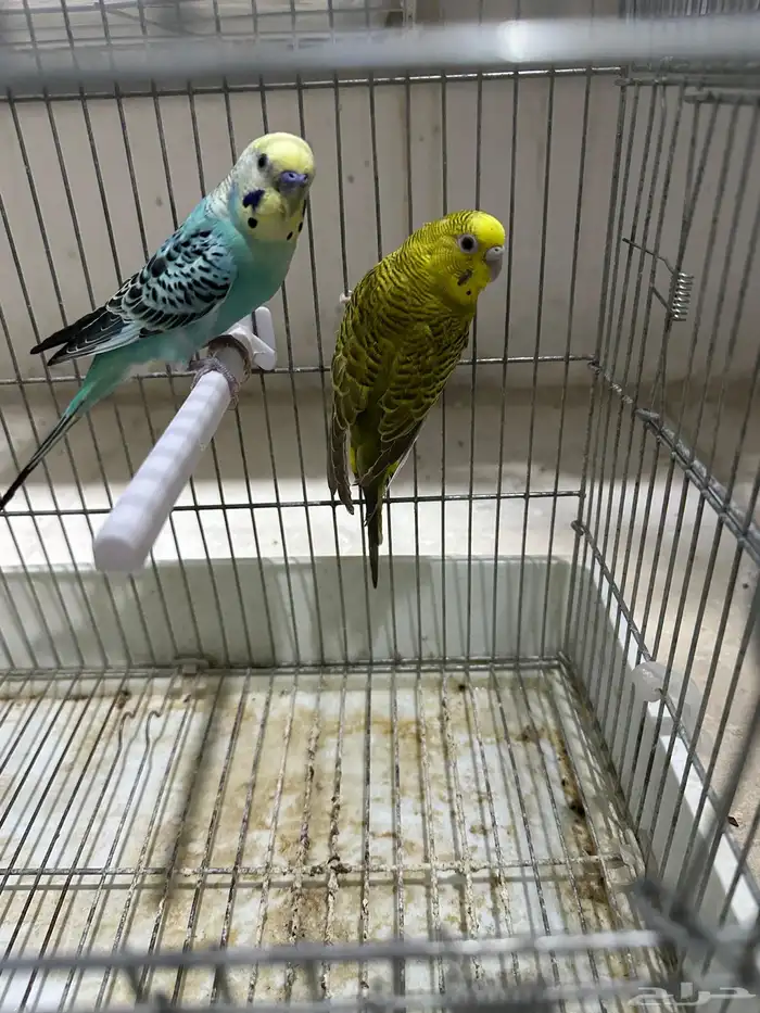 ازواج بادجى منتجه مع الفروخ 5