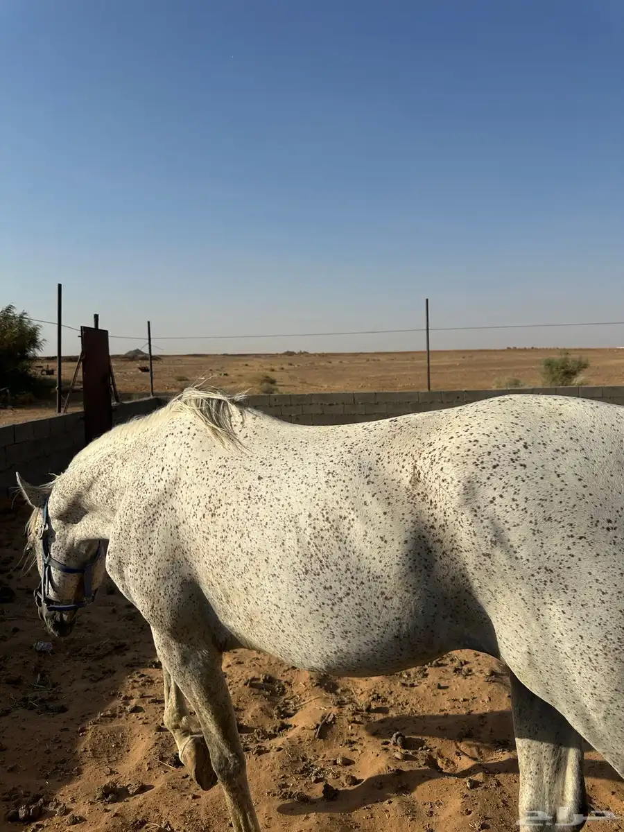 حصان خيل index