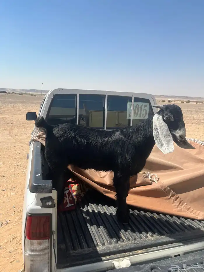 تيس عارضي العمر 3شهور ونص 3