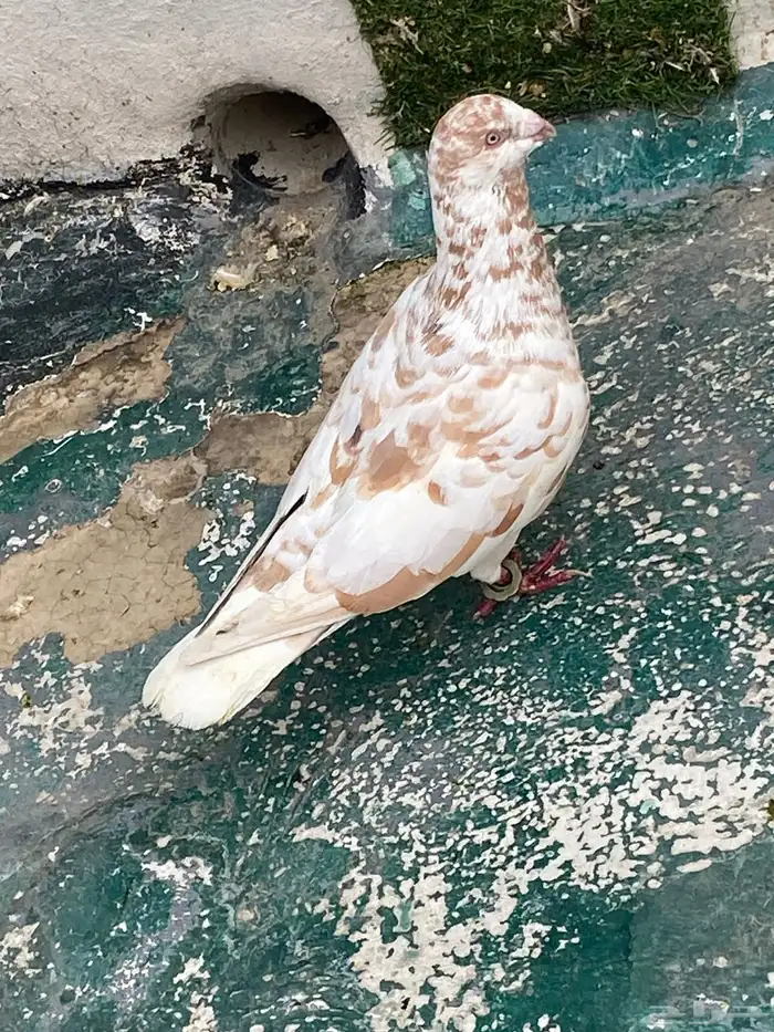 طير فحل كشميري 0