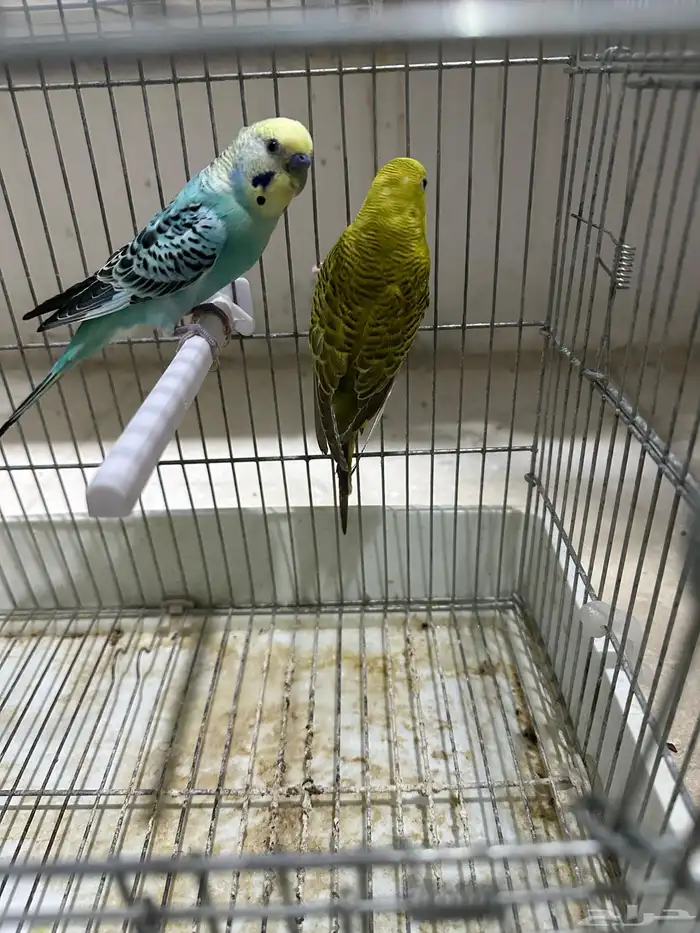 ازواج بادجى منتجه مع الفروخ 7