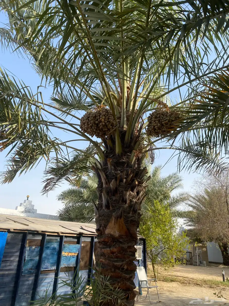 رطب للبيع كامل المحصول من النخل 3