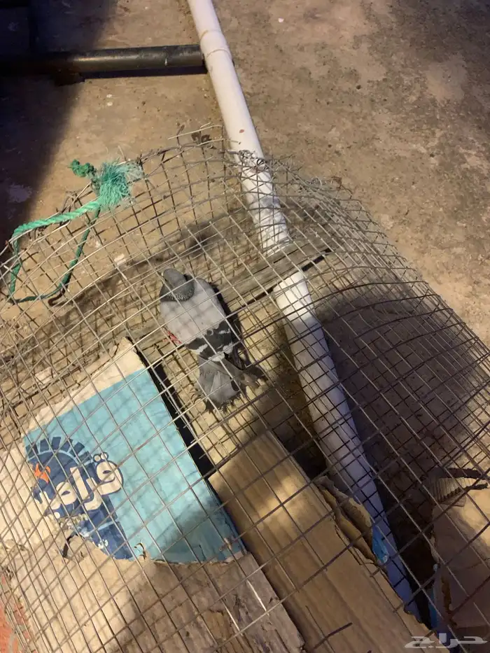 حمام هارا بلدي (تم البيع) 0