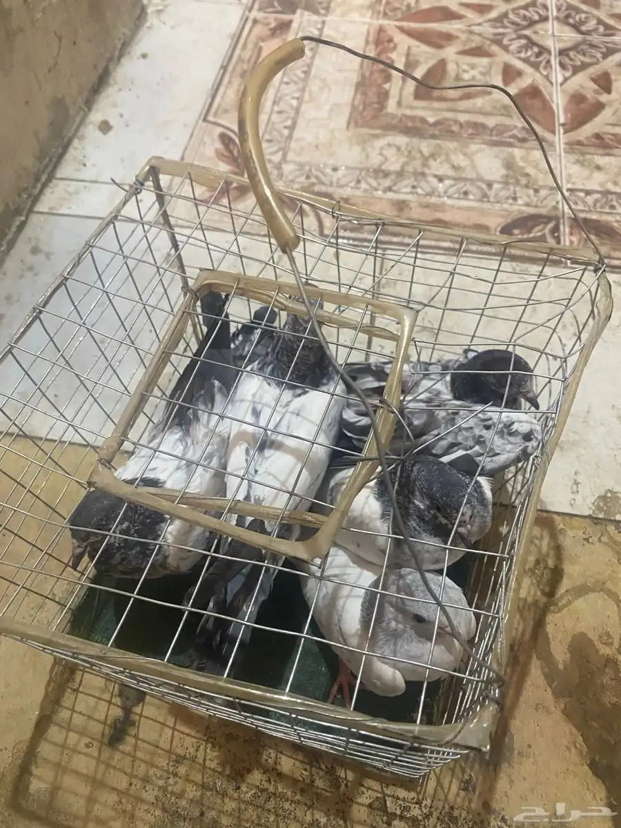 حمام طبات امهاته مطيار شرط 2