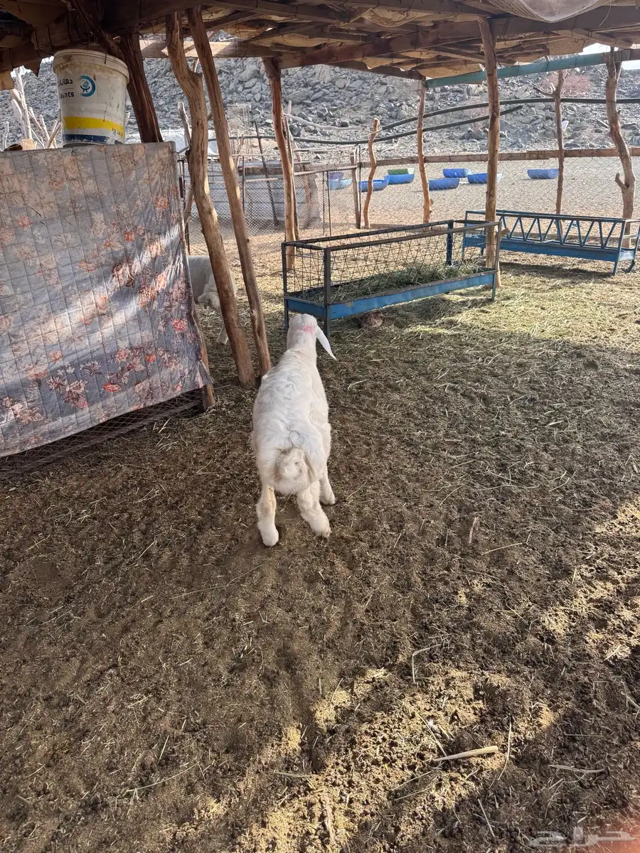 طليان للبيع العدد 2 5