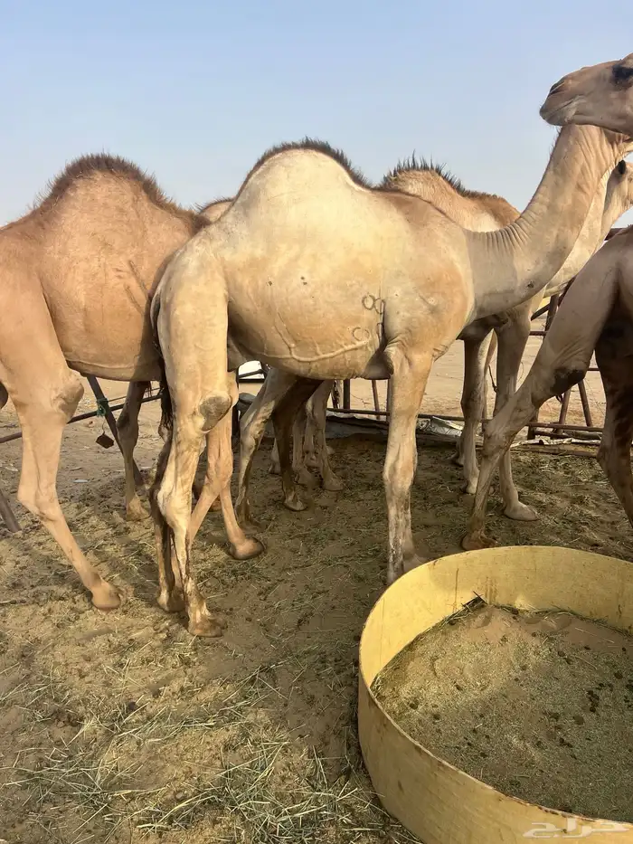 قعدان مستورد سمان كفو مبادي وزوجات 17