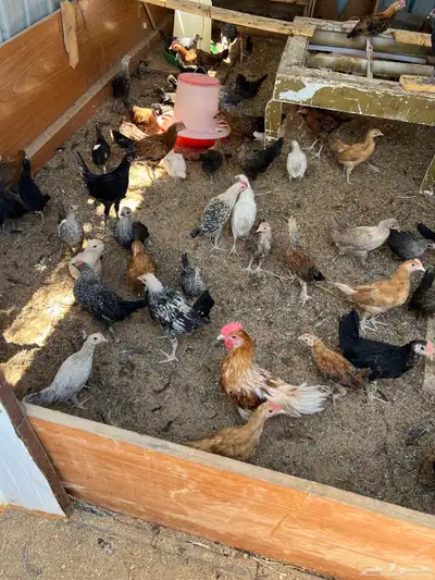 صوص بلدي للبيع أعمارها تقريبا 3اشهر 2