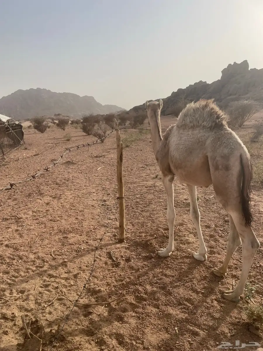 قعود سمين ونظيف توه معزول من امه 0
