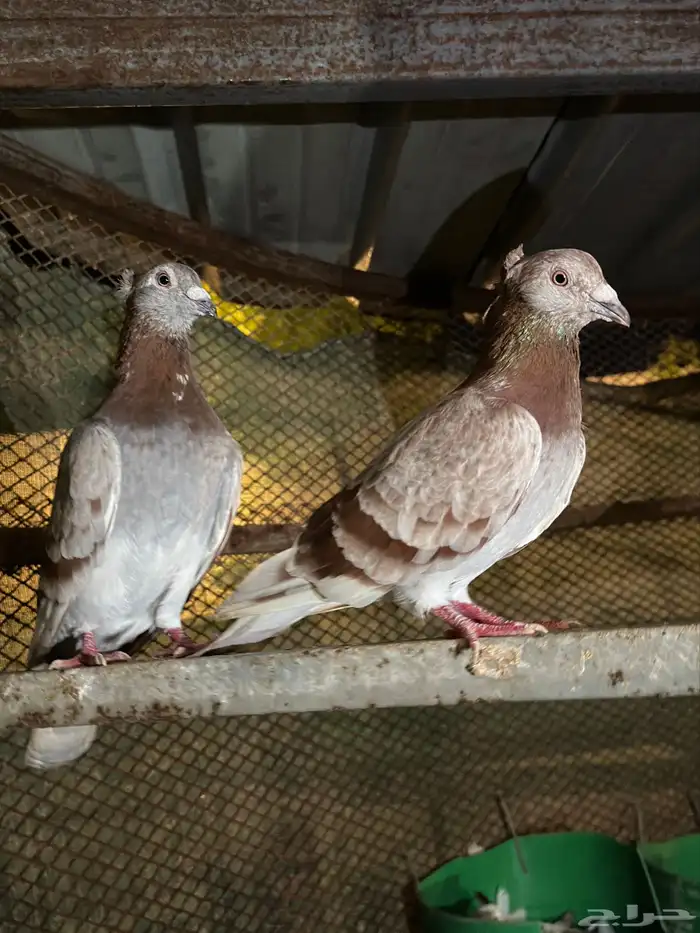 حمام زاجل وباكستاني 0