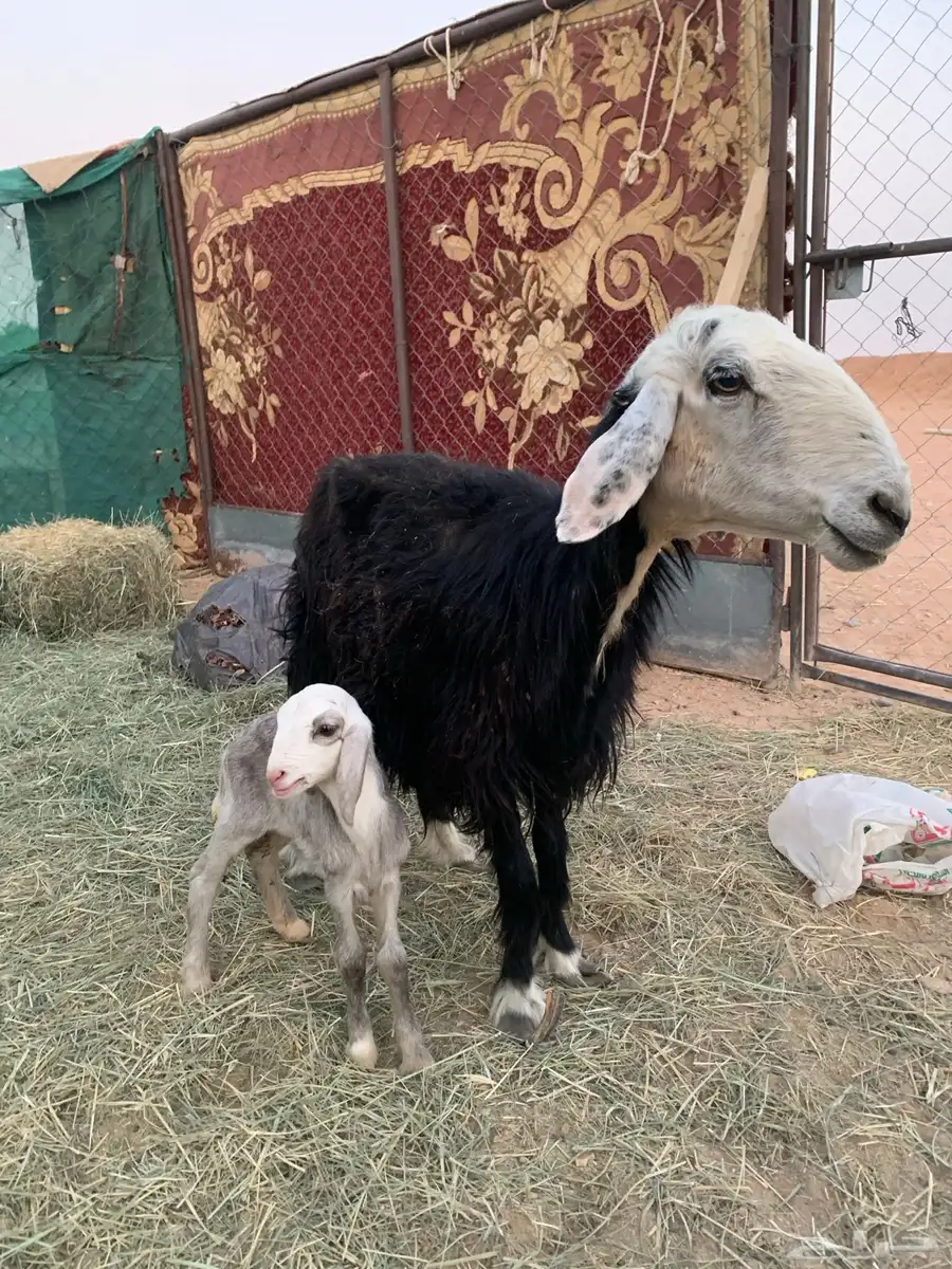 ضانه نجدي 2