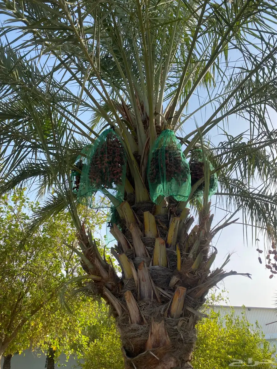 رطب للبيع كامل المحصول من النخل 0