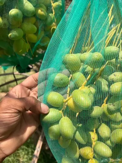 ثمر نخيل خلاص محصول نخيل مزرع 2