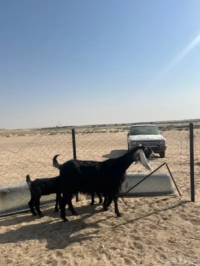 تم البيع 2