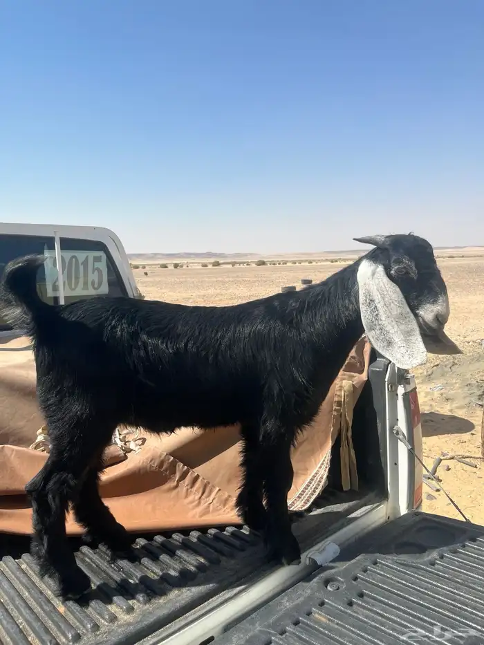 تيس عارضي العمر 3شهور ونص 1