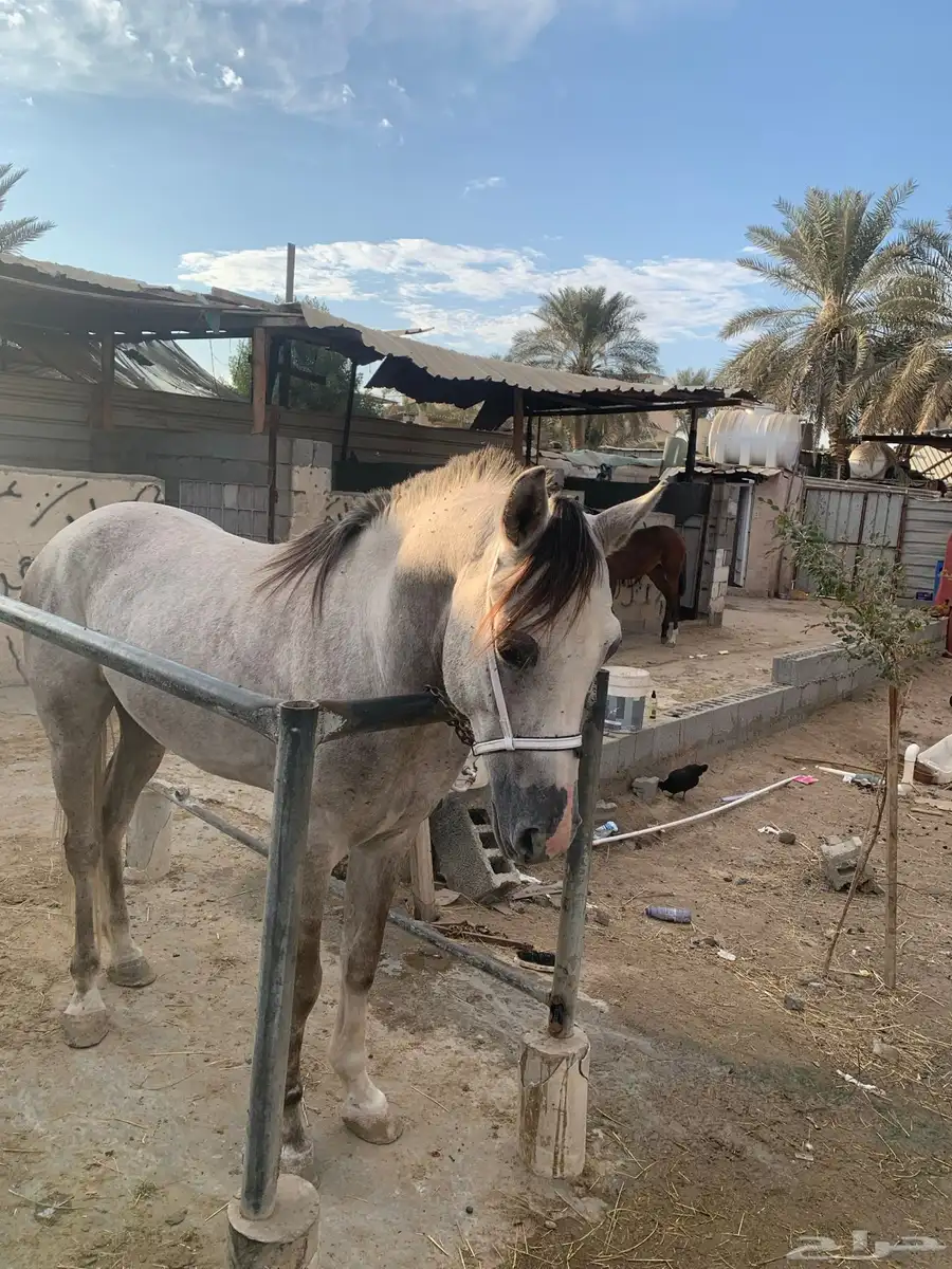 خيل شعبي index