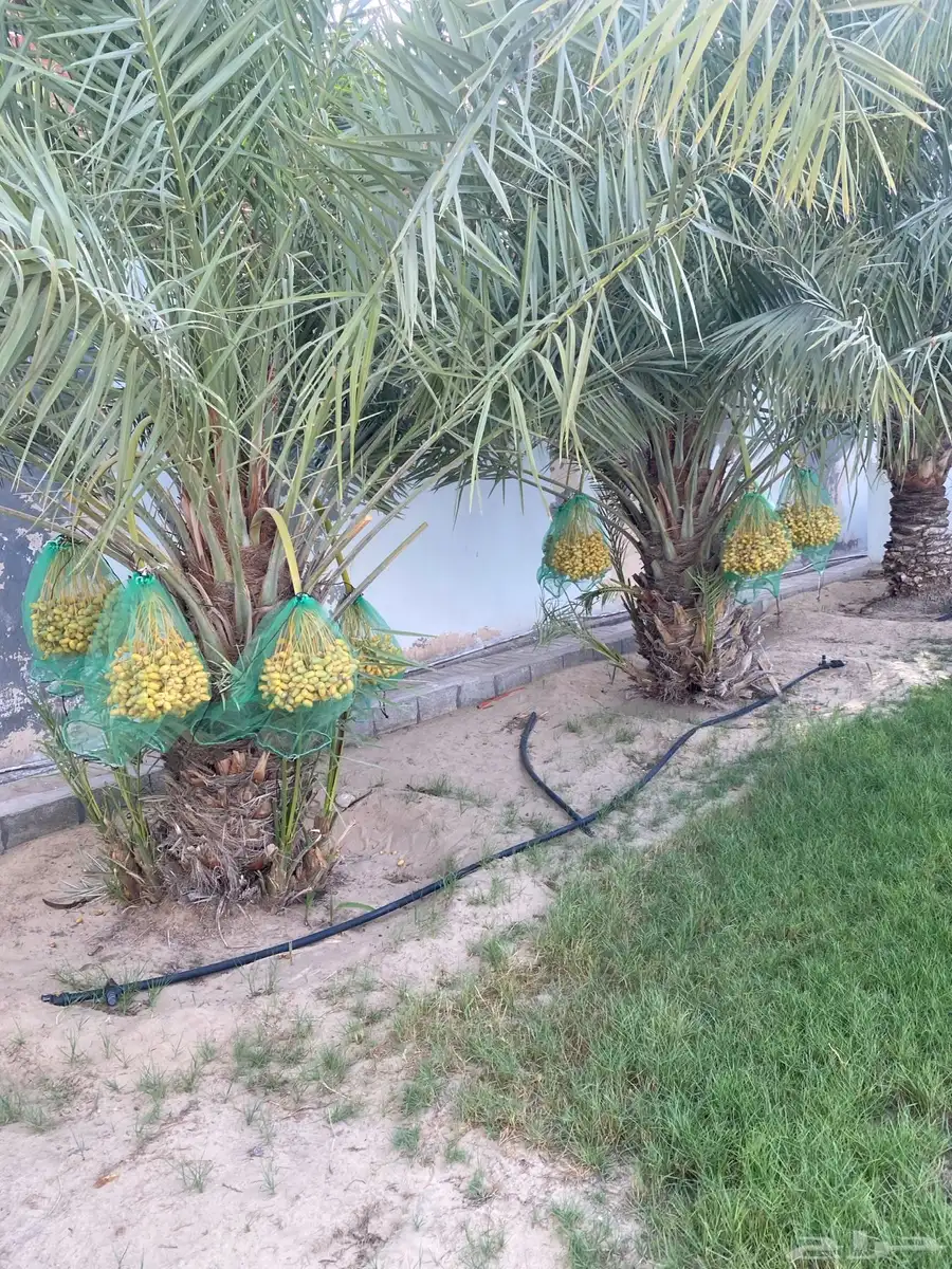 رطب للبيع كامل المحصول من النخل 1