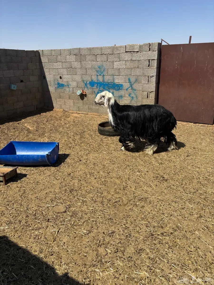 للبيع خروف نجدي فحل 2