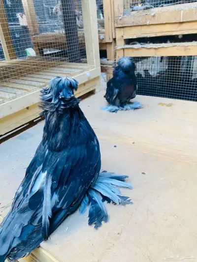 للبيع طبه بخاره 1