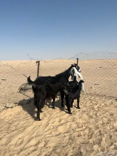 تم البيع 0