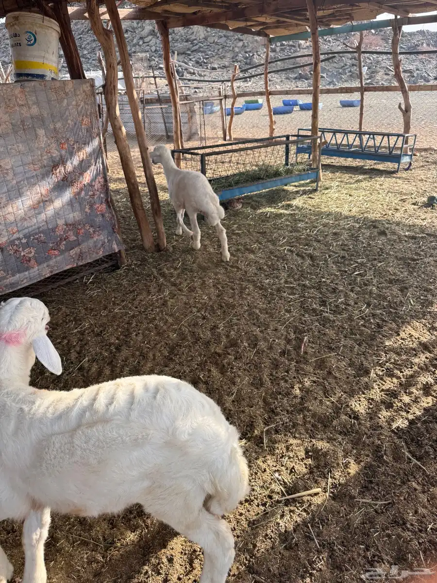 طليان للبيع العدد 2 0