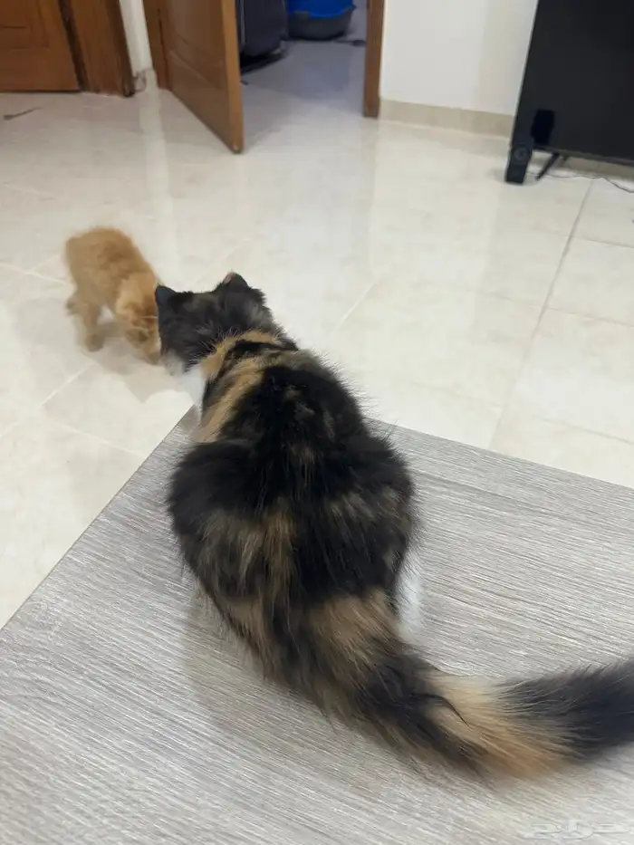 قطط للتبني 3