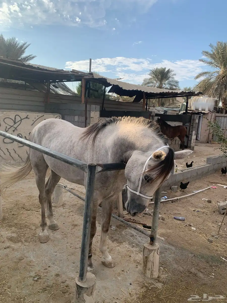 خيل شعبي index