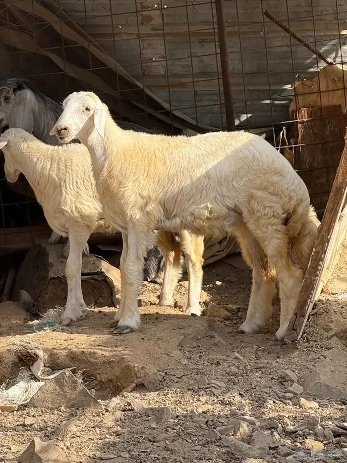 رخله نظيفة مقفل شحم لحم طيب وغنم مراح 0