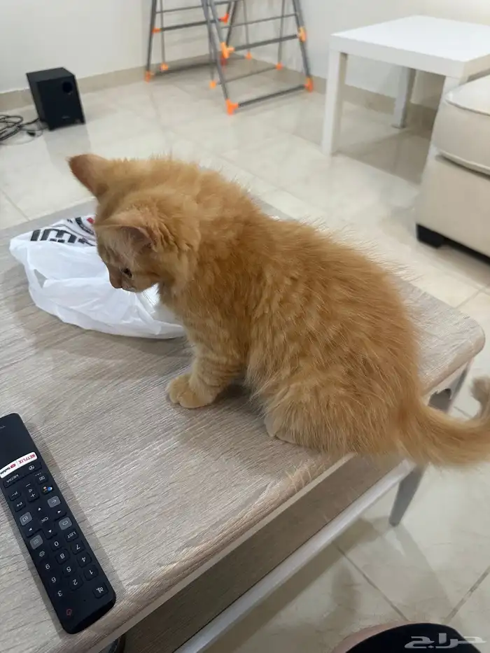 قطط للتبني 2