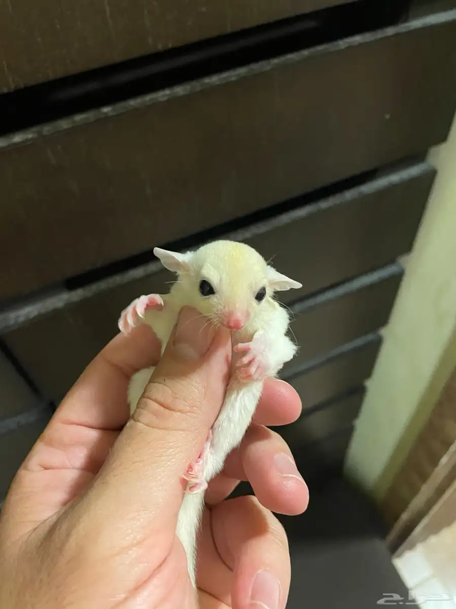 سنجاب طائر اليف ابيض Suger glider 2